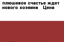 плюшевое счастье ждет нового хозяина › Цена ­ 6 500 - Московская обл., Солнечногорский р-н, Солнечногорск г. Животные и растения » Собаки   